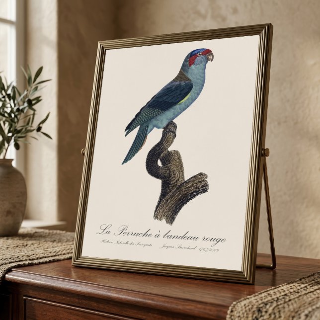 Foto Loriqueito-azul, Trichoglossus concinnus (Musk Lorikeet, Trichoglossus Concinnus. Photo Print)