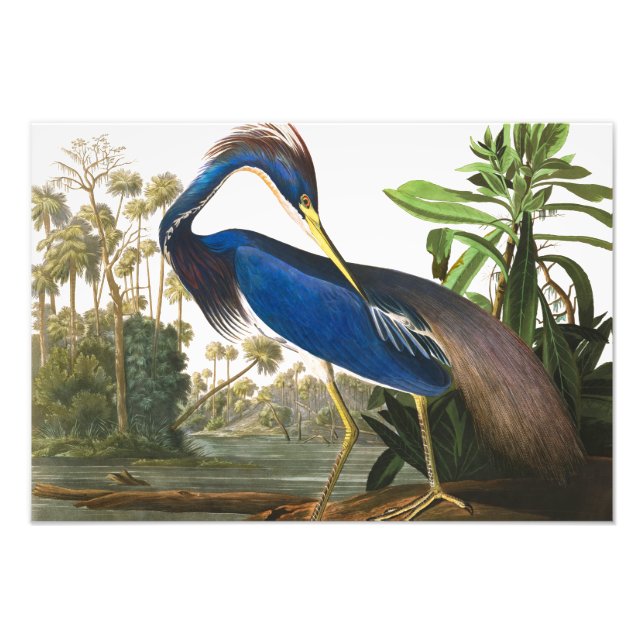 Foto Louisiana Heron por John James Audubon (Frente)