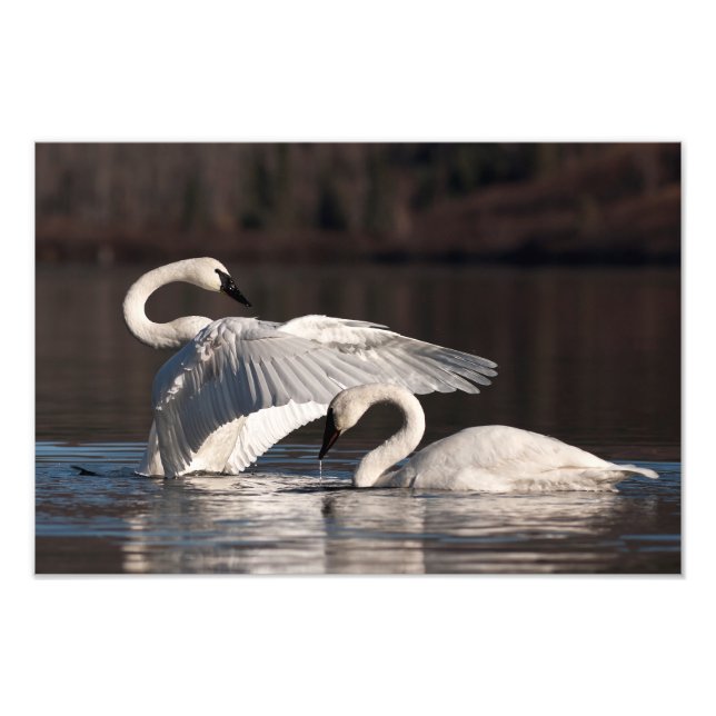 Foto Loving Swans (Frente)