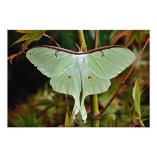 Foto Luna Moth 19x16 grande Impressão