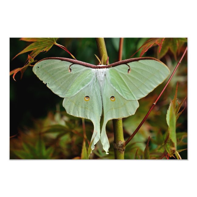 Foto Luna Moth 19x16 grande Impressão (Frente)