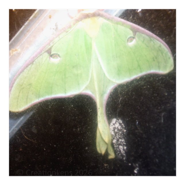 Foto Luna Moth Close-Up (Frente)