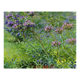 Foto Lush e Vibrante Representação das Flores de Agapan