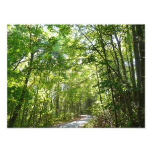 Foto Luz do sol sobre o caminho florestal no Centennial