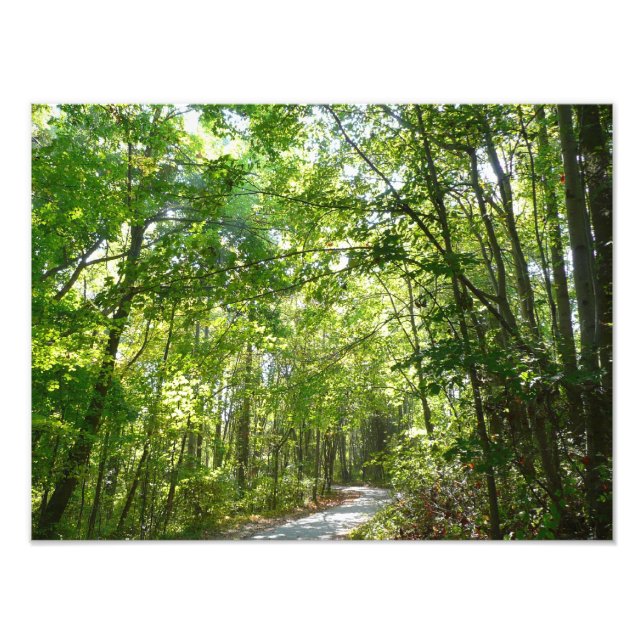 Foto Luz do sol sobre o caminho florestal no Centennial (Frente)