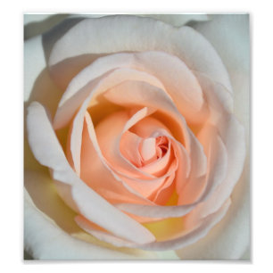 Foto Luz - rosa do rosa