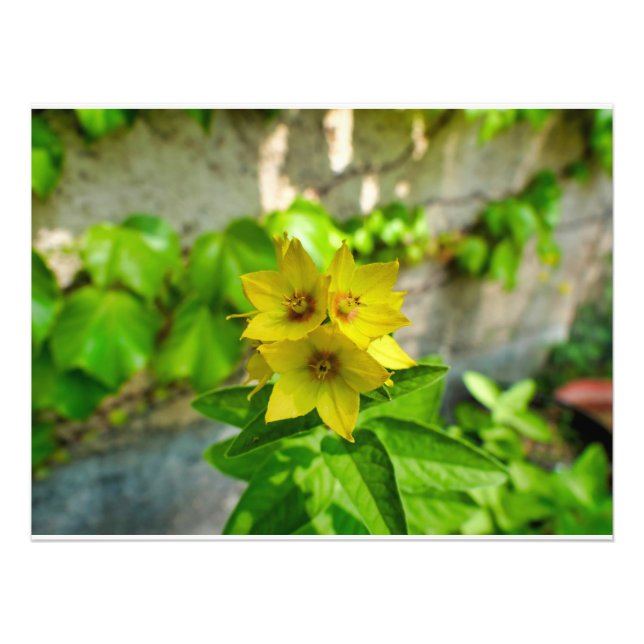 Foto Lysimachia punctata (Frente)