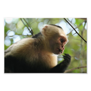 Foto Macaco Capuchin