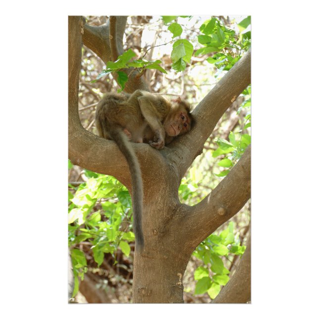 Foto Macaco - Estou tão cansado (Frente)