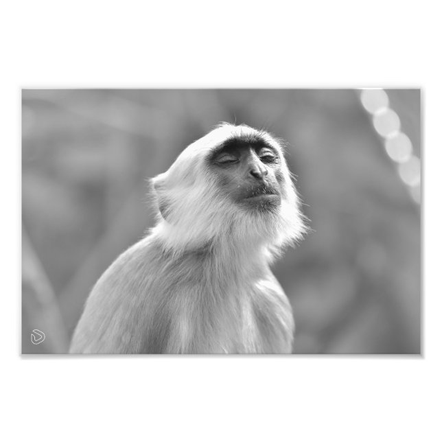 Foto Macaco Langur, Cinza de Impressão de sol (Frente)