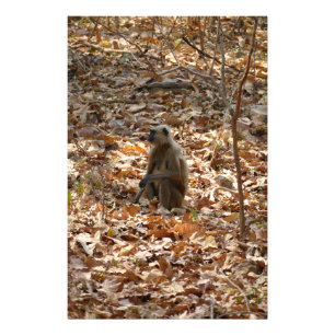 Foto Macaco na estação seca