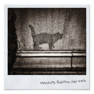 Foto Macavity não lá