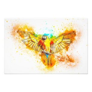 Foto Macaw