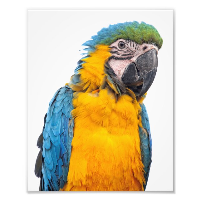 Foto Macaw azul e Dourado (Frente)