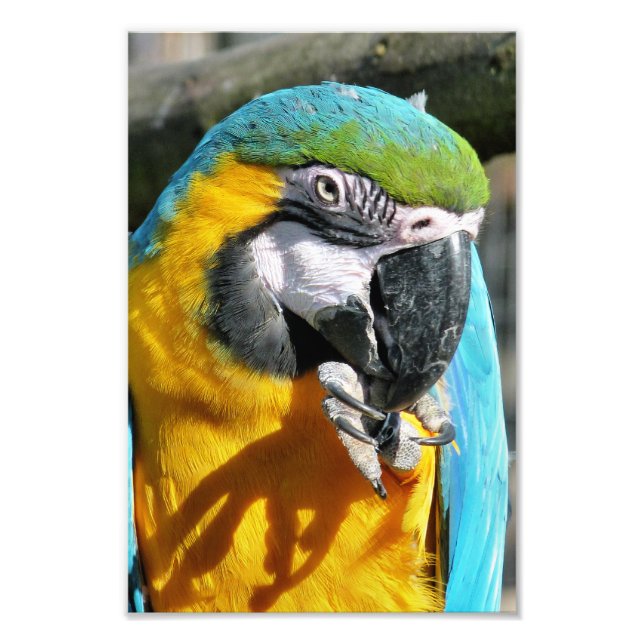 FOTO MACAWS (Frente)