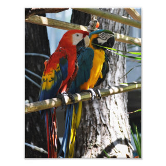 Foto Macaws em Key West