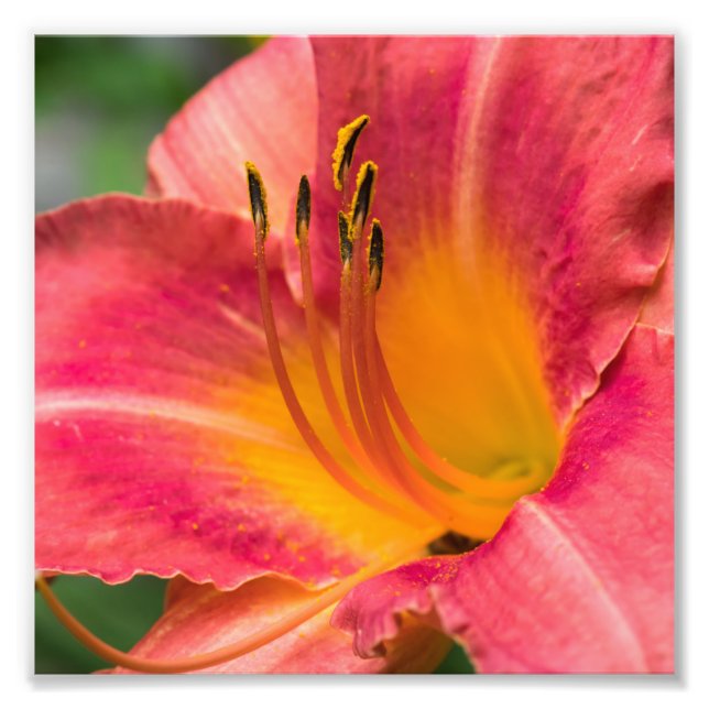 Foto Macro aproximado da Flor de Lírio Rosa (Frente)