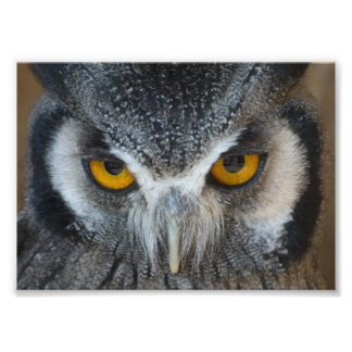 Foto Macro Black e White Owl