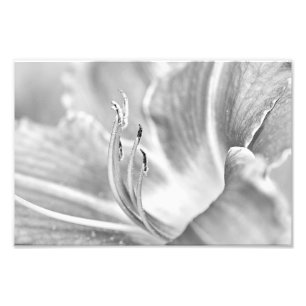 Foto Macro da flor de B&W