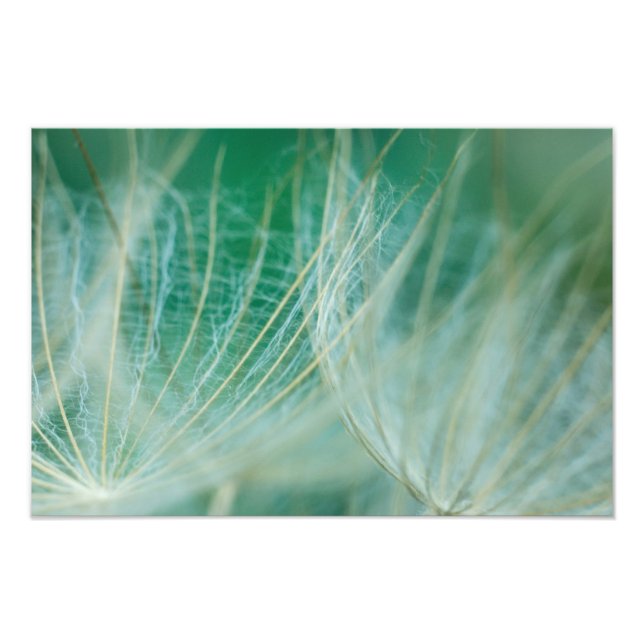 Foto macro Dandelion (Frente)