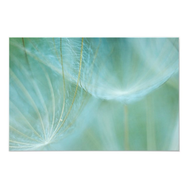 Foto macro Dandelion (Frente)