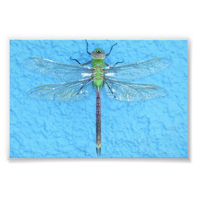 Foto Macro Green Dragonfly em fundo azul (Frente)