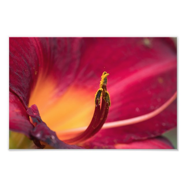 Foto Macro Red Lily Flower (Frente)