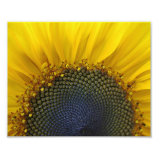 Foto Macro Sunflower