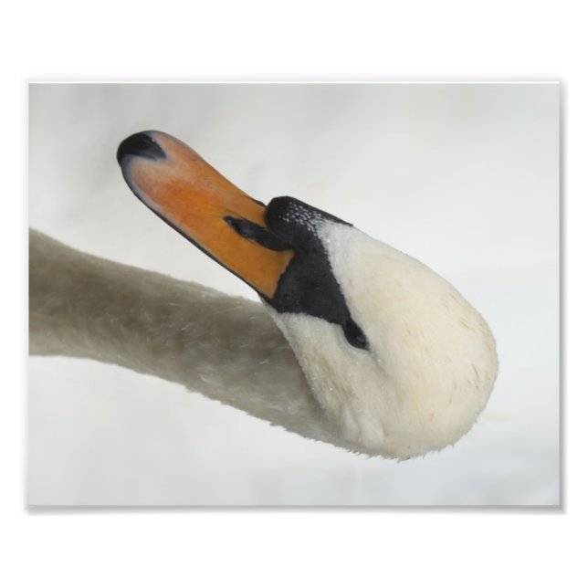 Foto Macro Swan Branco (Frente)