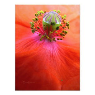 Foto Macro vermelho da flor da papoila