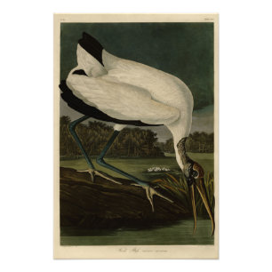 Foto Madeira Ibis (Ibis, Stork): Aves de Audubon da Amé