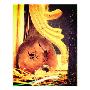 Foto Mãe Pombo Carinhosa