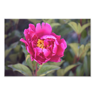 Foto Magenta