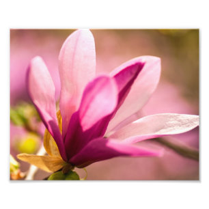 Foto Magnésia Rosa
