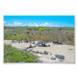 Foto Magníficas Aves-Fragmentadas A Secar As Asas