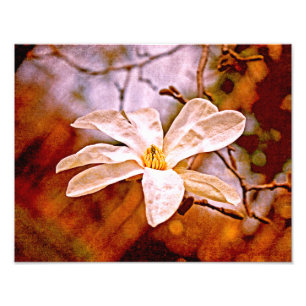 Foto Magnolia