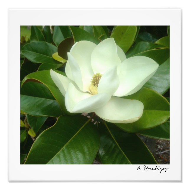 Foto Magnolia Bloom Photo Impressão (Frente)