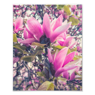 Foto Magnolia Blossomas