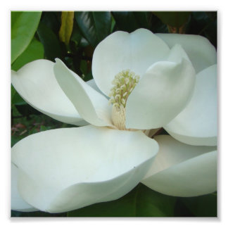 Foto magnólia branca floresce grandes pétalas