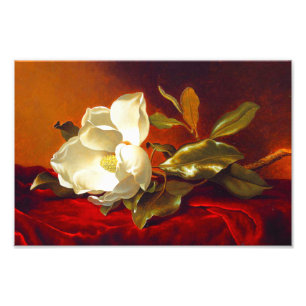 Foto Magnolia em Red Velvet Martin Johnson Heade