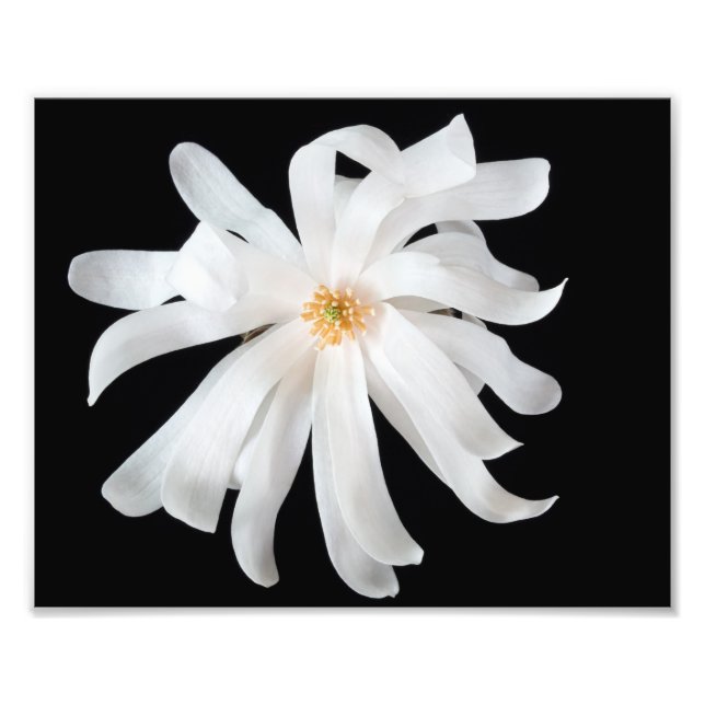 Foto Magnolia Flor em Preto (Frente)