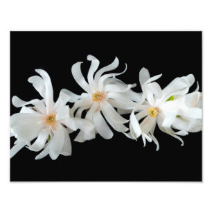 Foto Magnolia Flower Trio em Preto