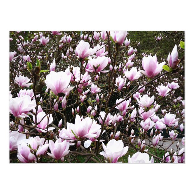 Foto Magnolia Garden (Frente)
