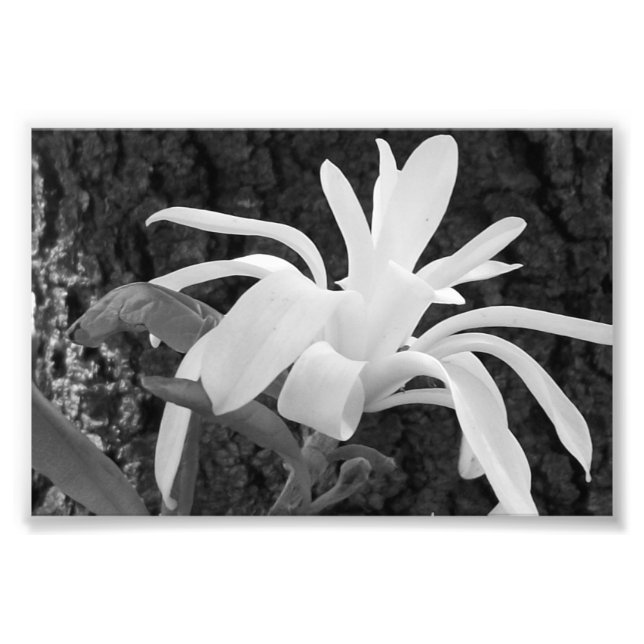 Foto Magnolia Impressão de Estrela Fotográfica (Frente)