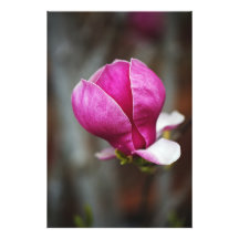 Magnólia Rosa em Flor Completa