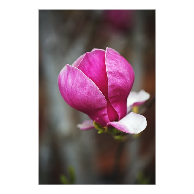 Foto Magnólia Rosa em Flor Completa (Frente)