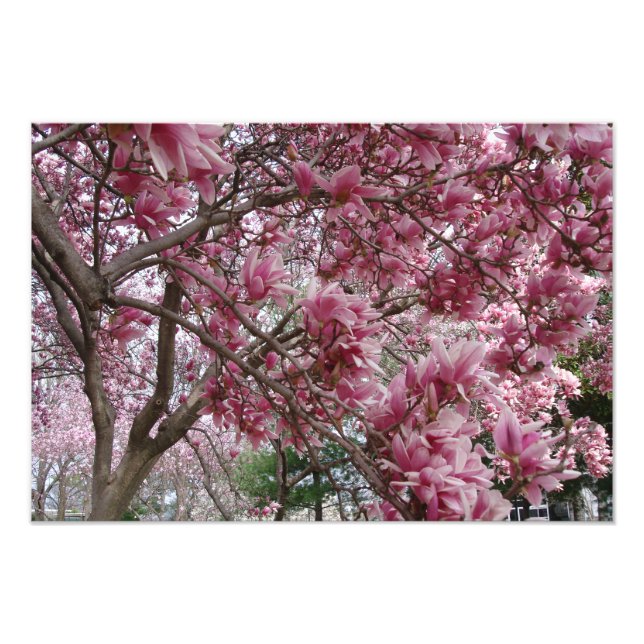 Foto Magnolia Rosa Grande, de 19"x13" (Frente)