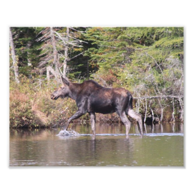 Foto Maine Cow Moose (Frente)