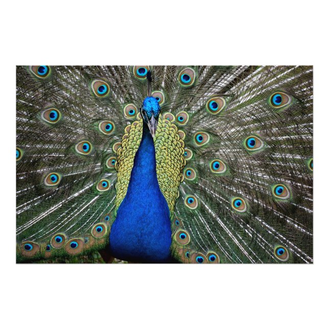 Foto Majexpressa Peacock (Frente)
