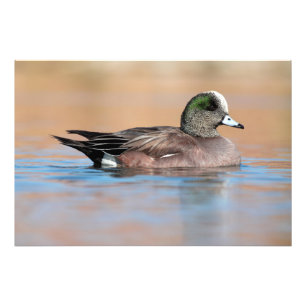 Foto Male American Wigeon